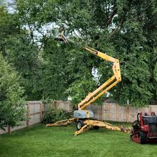 Best Root Management and Removal  in Westmoreland, TN