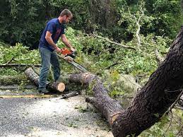 Best Tree Maintenance Programs  in Westmoreland, TN