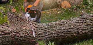 Best Arborist Consultation Services  in Westmoreland, TN