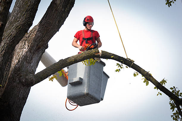 Best Commercial Tree Services  in Westmoreland, TN