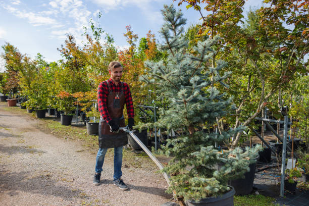 Best Tree Trimming and Pruning  in Westmoreland, TN